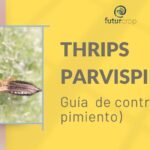 guía para el control de thrips parvispinus