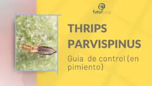 guía para el control de thrips parvispinus