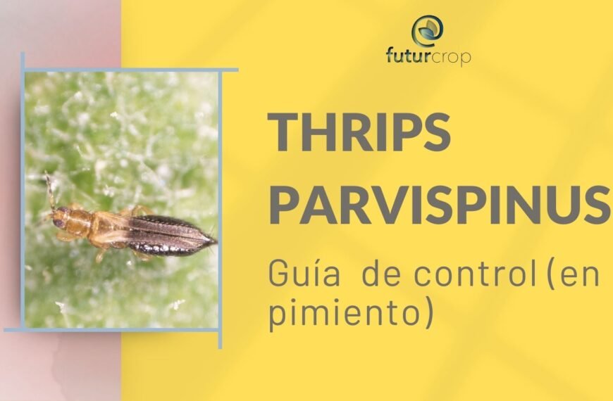 guía para el control de thrips parvispinus