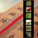 fenologia de las plagas