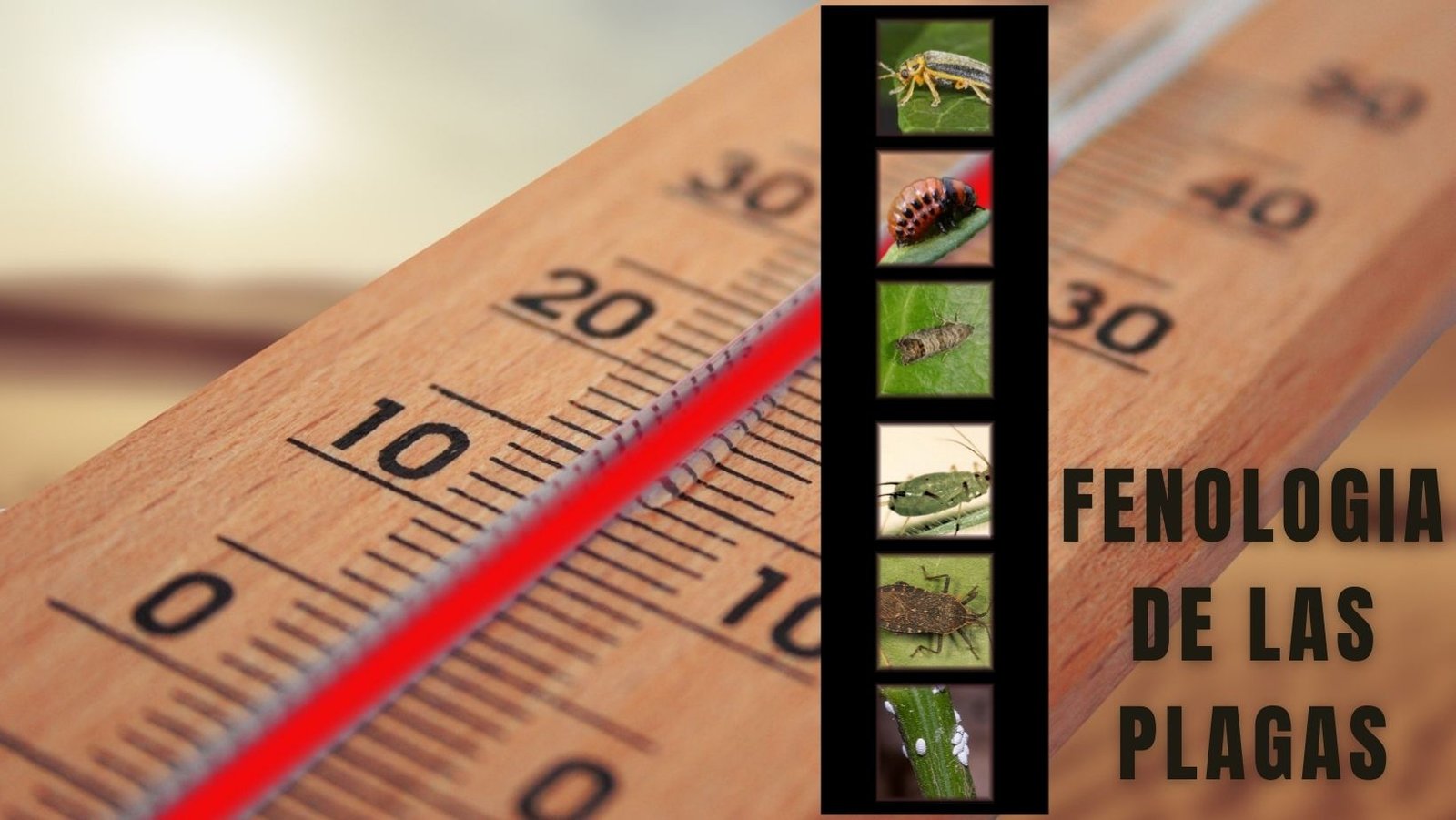 fenologia de las plagas