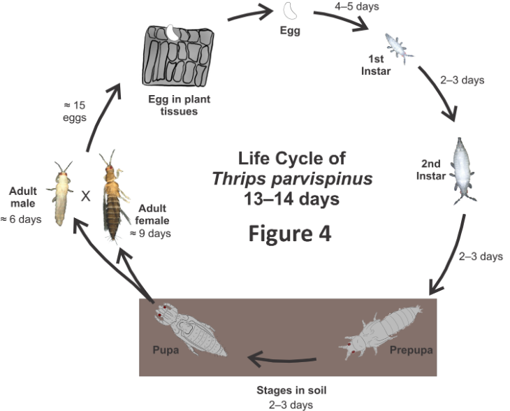 ciclo de vida thrips parvispinus