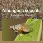 polilla guatemalteca