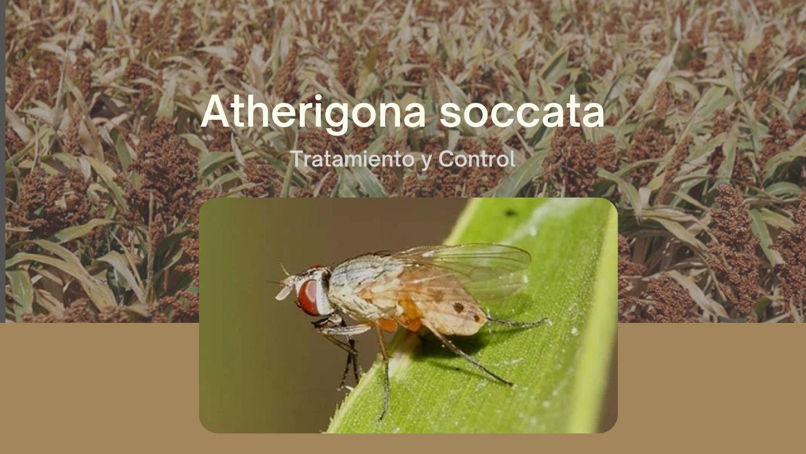 Guia de tratamiento y control de atherigona soccata