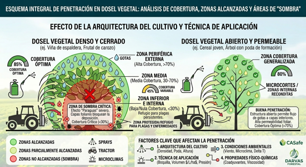 Esquema de penetración en dosel vegetal mostrando zonas alcanzadas y no alcanzadas