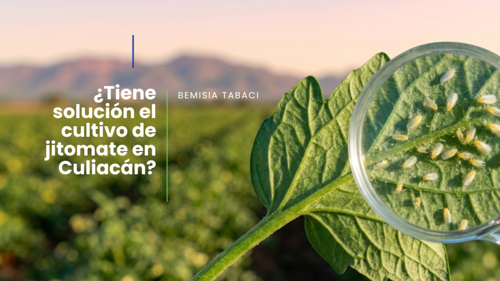 Como solucionar el problema de explosión poblacional de mosquita blanca