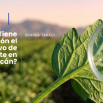 Como solucionar el problema de explosión poblacional de mosquita blanca