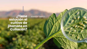 Como solucionar el problema de explosión poblacional de mosquita blanca