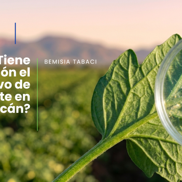 ¿Tiene solución el Jitomate en Culiacán frente a Bemisia tabaci?