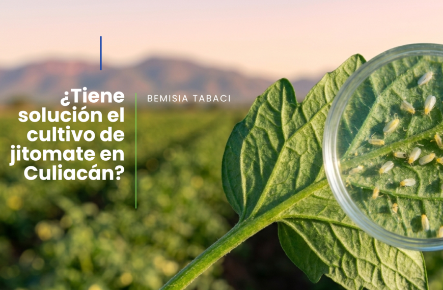 Como solucionar el problema de explosión poblacional de mosquita blanca