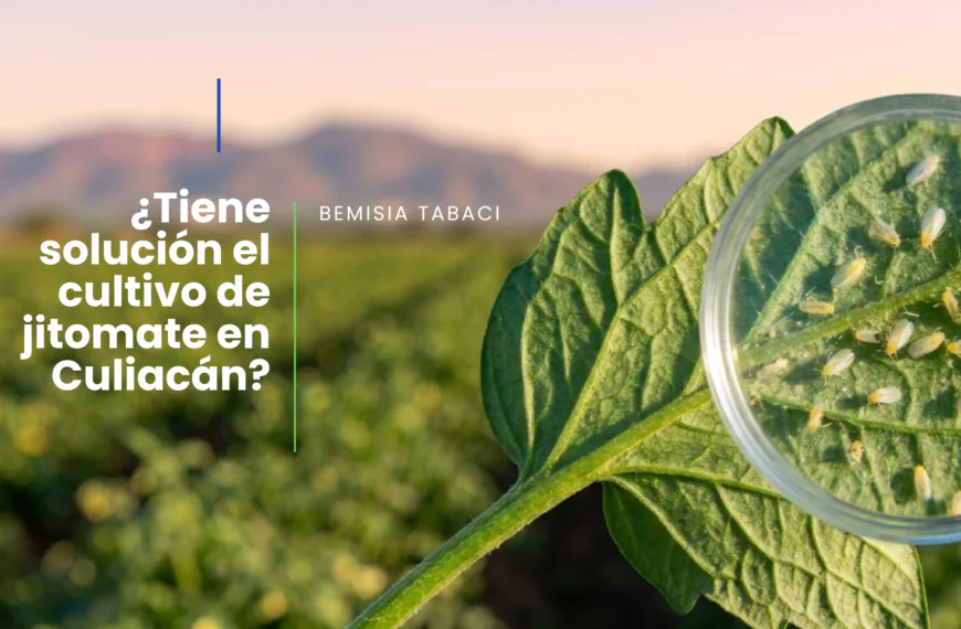 Como solucionar el problema de explosión poblacional de mosquita blanca