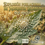 explosión demográfica bemisia tabaci