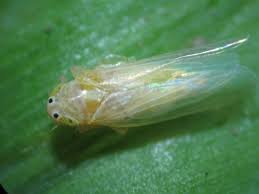 Dalbulus maidis