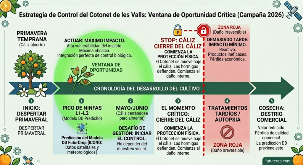 Cronología del desarrollo del cultivo frente a la ventana de oportunidad crítica para el control del Cotonet de les Valls (Delottococcus aberiae). La predicción digital mediante Grados Día (GDD) delimita la zona de máximo impacto antes del cierre físico del cáliz.