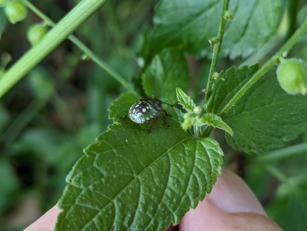 Nezara viridula