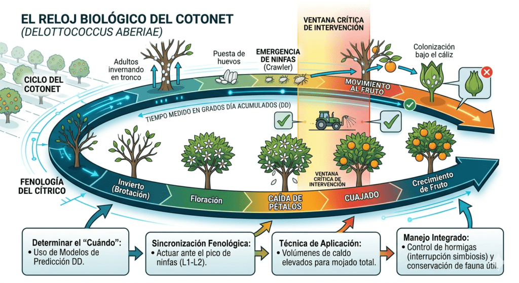 Ventana cotonet