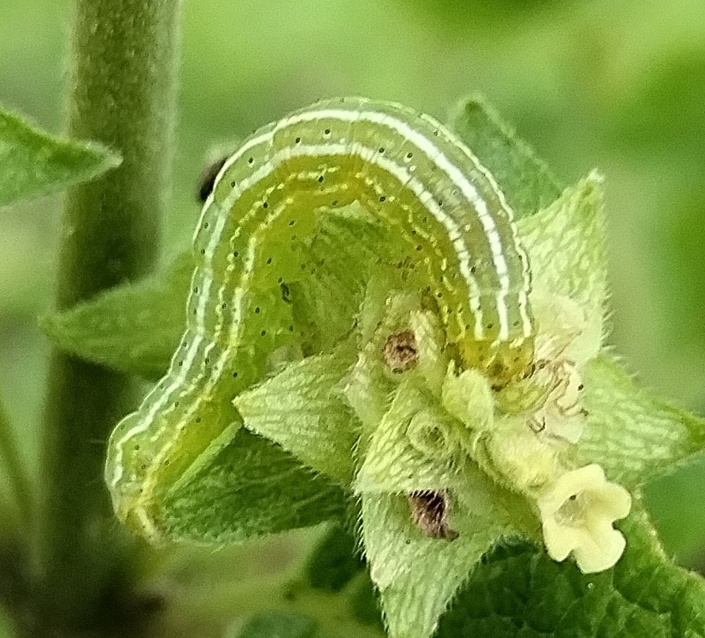 Chrysodeixis includens
