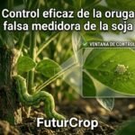 Control eficaz de oruga falsa medidora