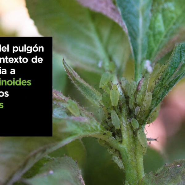 Estrategias de control del pulgón (Myzus persicae) con resistencia a neonicotinoides en hortícolas