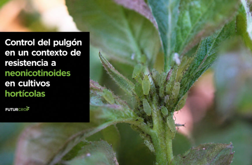 Estrategias de control del pulgón (Myzus persicae) con resistencia a neonicotinoides en hortícolas
