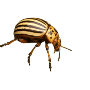 escarabajo-de-la-patata_800x445-removebg-preview